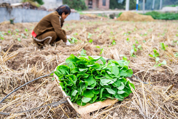 A frame of rapeseed seedlings on the soil of the farmland