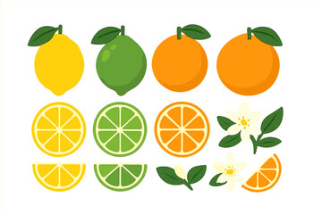 Collection of fresh citrus fruits: whole lemons, limes, oranges, slices, and blossoms