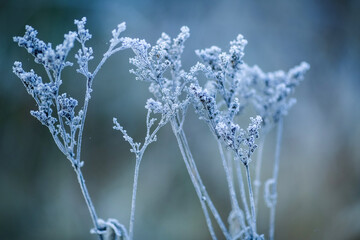 Frost on the plants in the autumn