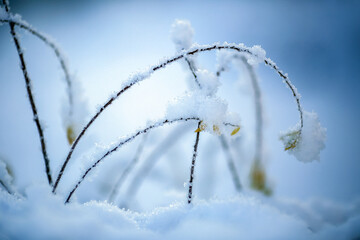Frost and snow on the plants in the autumn
