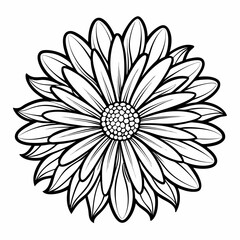 transvaal daisy flower line art on white background