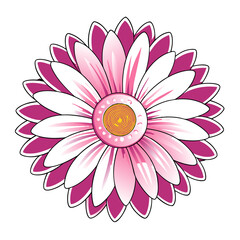 transvaal daisy flower on white background
