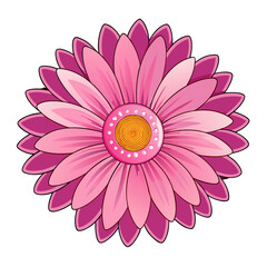 transvaal daisy flower on white background