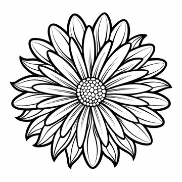 transvaal daisy flower line art on white background