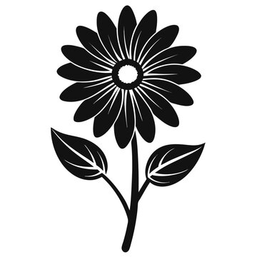 transvaal daisy flower silhouette on white background