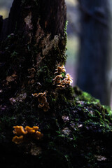 Obraz premium las, jesień, liście, złoty,kolory, drzewa, jezioro, grzyby, przyroda