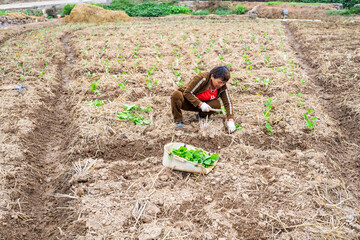 A farmer planting rapeseed in the field