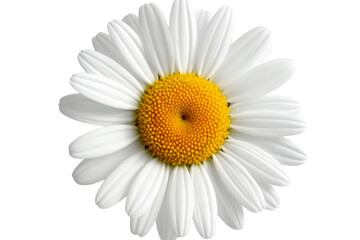 White Chamomile Blossom, isolated on transparent background.
