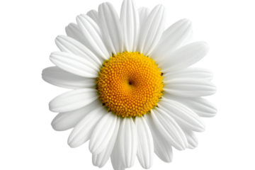 White Chamomile Blossom, isolated on transparent background.