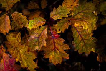 las, jesień, liście, złoty,kolory, drzewa, jezioro, grzyby, przyroda