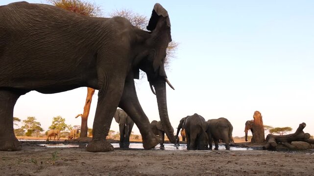 elephant walks to the waterhole and passes camera in a short distance, frog&rsquo;s perspective 322