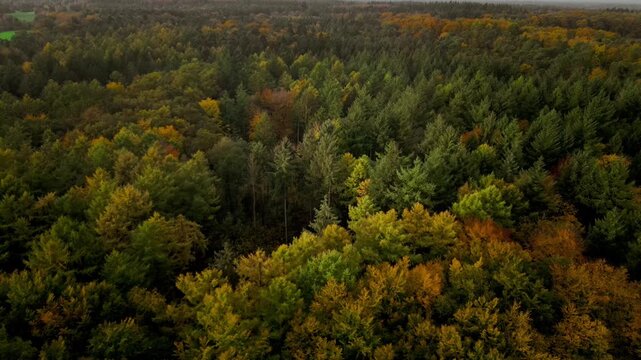 Forest landscape with trees in various autumn colors, autumn forest in the rain near 27798 Hude, Lower Saxony, Germany