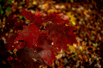 las, jesień, liście, złoty,kolory, drzewa, jezioro, grzyby, przyroda © Estera