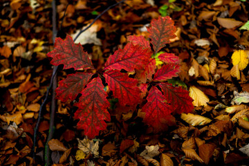 las, jesień, liście, złoty,kolory, drzewa, jezioro, grzyby, przyroda