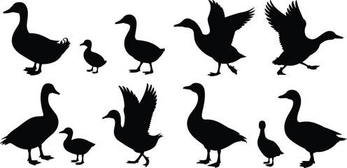 Duck and duckling silhouette set, black vector illustration, flying and walking poses, wildlife family concept, nature animal graphics, bird movement collection