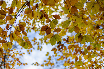 las, jesień, liście, złoty,kolory, drzewa, jezioro, grzyby, przyroda © Estera