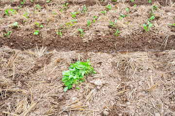 Rapeseed seedlings planted in farmland