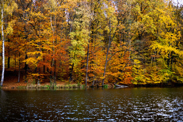 las, jesień, liście, złoty,kolory, drzewa, jezioro, grzyby, przyroda © Estera
