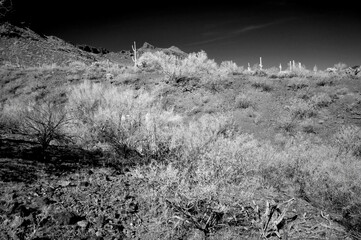 Monochrome Sonoran Desert Arizona Picacho Peak State Park