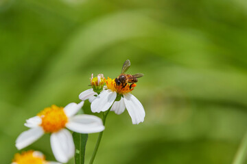 Close-up of honey bee keeping nectar in daisy flower