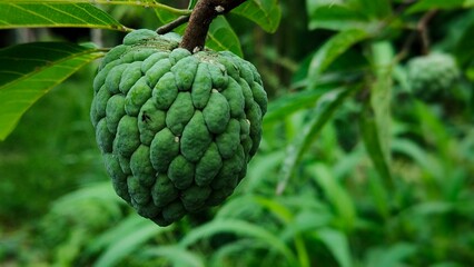 A young custard apple (sugar-apple) growing on a branch, still green and unripe. Known for its sweet and juicy taste when mature. Great for agriculture or fruit-themed visuals.