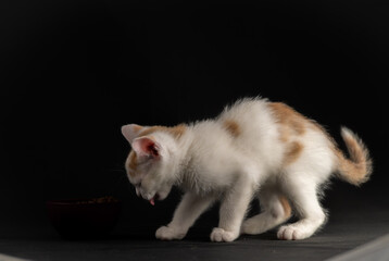 White and light orange hair young male cat with dark background indoor