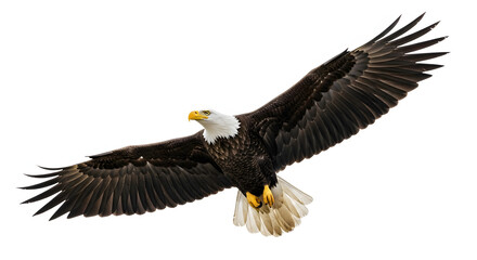 Obraz premium A majestic American bald eagle in flight, a raptor symbol of America, showcasing its white head and beak