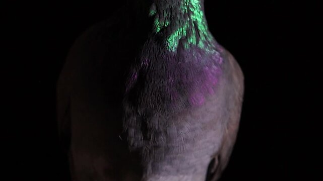 Close-up Portrait of Pigeon Columba livia Preening Iridescent Feathers on Black Background