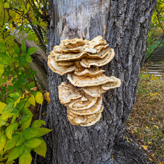 Cluster of wild bracket fungi growing on a tree trunk in autumn forest. Textured shelf-like caps in earthy tones highlight natural decay and woodland biodiversity.