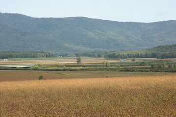 収穫時期間近の、一面が金色の絨毯のように広がっていた初秋の蕎麦畑
