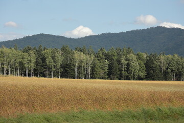 収穫時期間近の、一面が金色の絨毯のように広がっていた初秋の蕎麦畑