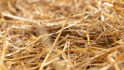 Closeup of dry straw mulch with warm golden tones, symbolizing organic farming, soil care, and sustainable agriculture.