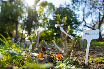 Dahlia plants cut back and labeled in a garden bed, prepared for autumn digging and winter storage.