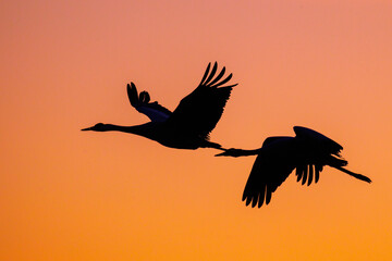 Kraniche (Grus grus)