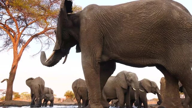 huge elephant at waterhole from frog&rsquo;s perspective, very close 330