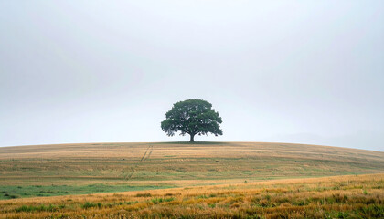 A single tree standing in a foggy field, minimal landscape with mysterious and calm atmosphere