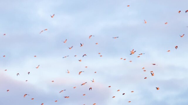 Large Flock of Sparrows Flying Against Cloudy Sky