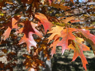 Fototapeta premium Colorful Autumn Leaves of Northern Red Oak (Quercus rubra) in Colorado