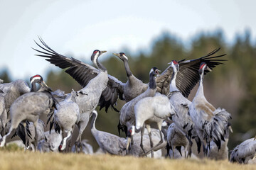 Fototapeta premium Kraniche (Grus grus)