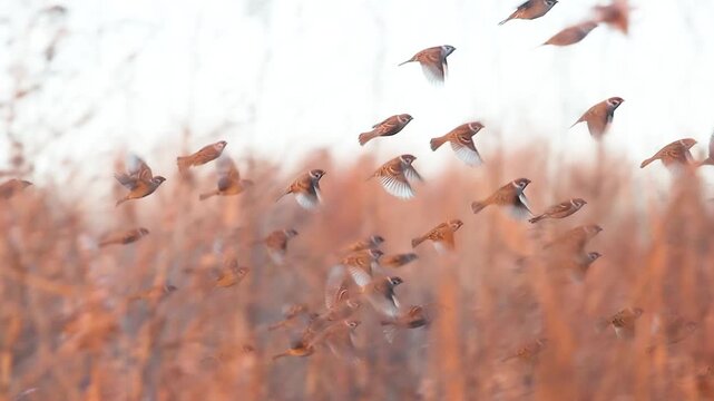 Large Flock of Sparrows Takes Flight from Snowy Ground in Slow Motion