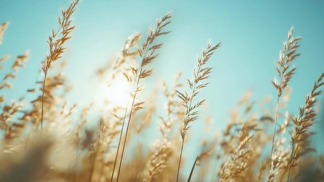 Golden Grain in the Breeze: Delicate golden stalks of grain sway gently against a clear blue sky, capturing the essence of a serene summer day.