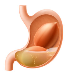 Human Stomach with peanuts. The stomach digests peanut. A stomach filled with healthy and wholesome food. Proper nutrition. Realistic 3d Vector illustration. Food digestion process illustration