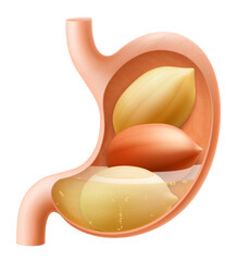 Human Stomach with peanuts. The stomach digests peanut. A stomach filled with healthy and wholesome food. Proper nutrition. Realistic 3d Vector illustration. Food digestion process illustration
