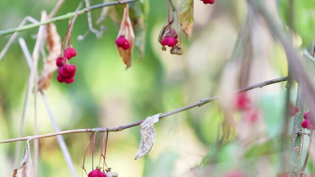 Tiny Goldcrest Bird Regulus regulus Perched Among Branches with Red Berries, Flies Away