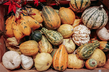 Pile pumpkins of various colors and sizes.