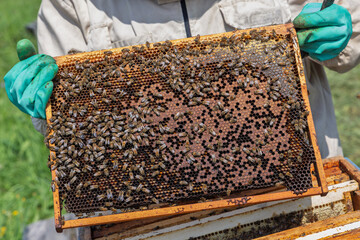 Beekeeper wearing a protective suit tending to beehives ensuring the well-being of the bees. Honey bees flying into wooden beehives.