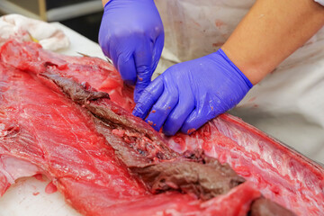 マグロの解体ショーで中落ちを取る職人