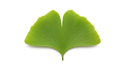 Fototapeta premium Vibrant Green Ginkgo Biloba Leaf Isolated on Pure White Background, Natures Intricate Design.