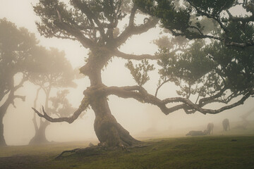 A tree in the Fanal forest in Madeira