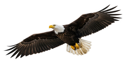 Fototapeta premium A magnificent bald eagle in flight, a raptor and predator with a white head and beak, is a powerful symbol of America and wildlife